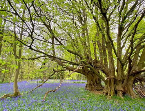 One million trees for Norfolk project