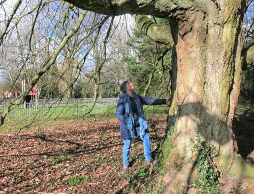On the lookout for Aylsham tree champions