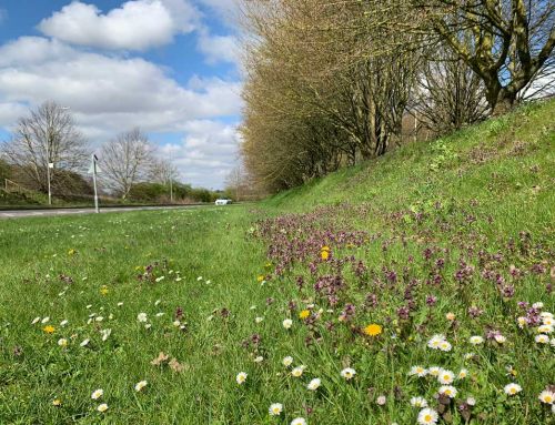 Meadow flowers trial for verges