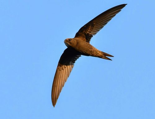 Building new homes for swifts, brick by brick