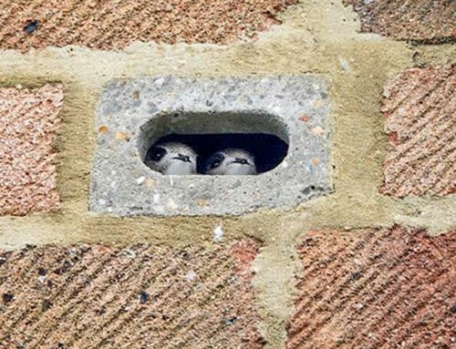 Ideal location for a swift nest brick or box