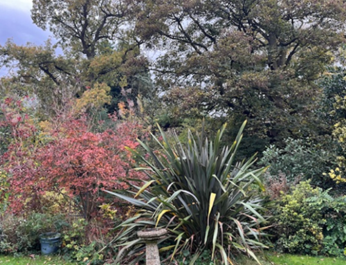 The secret weapon in your garden – soil health