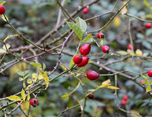 Facelift for Old Station Yard conservation project